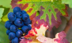 Pour parler vin en Alsace, travailler en tandem avec un community manager